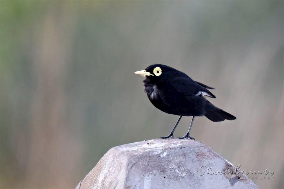 Spectacled Tyrant (Hymenops perspicillatus)