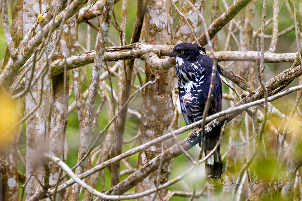 Blyth's Hawk-Eagle (Nisaetus alboniger)