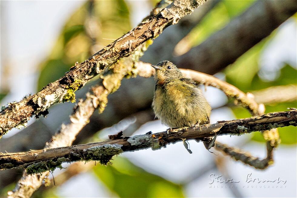 Fire-breasted Flowerpecker (Dicaeum ignipectus)