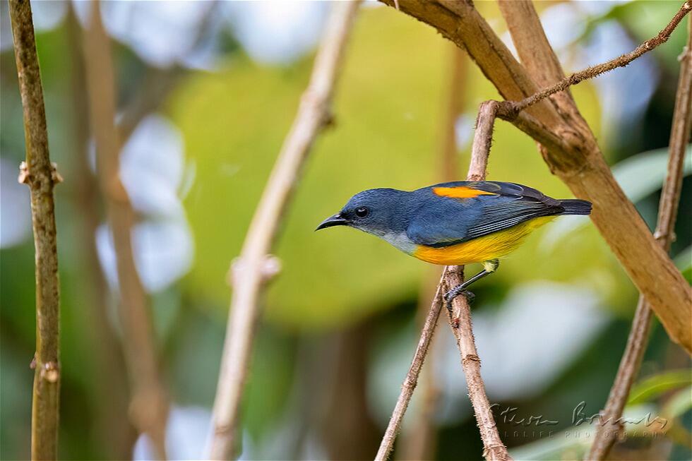 Orange-bellied Flowerpecker (Dicaeum trigonostigma)