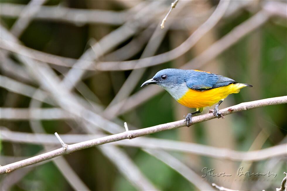 Orange-bellied Flowerpecker (Dicaeum trigonostigma)