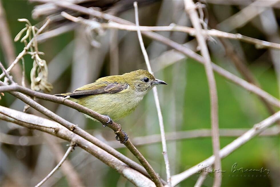 Plain Flowerpecker (Dicaeum minullum)