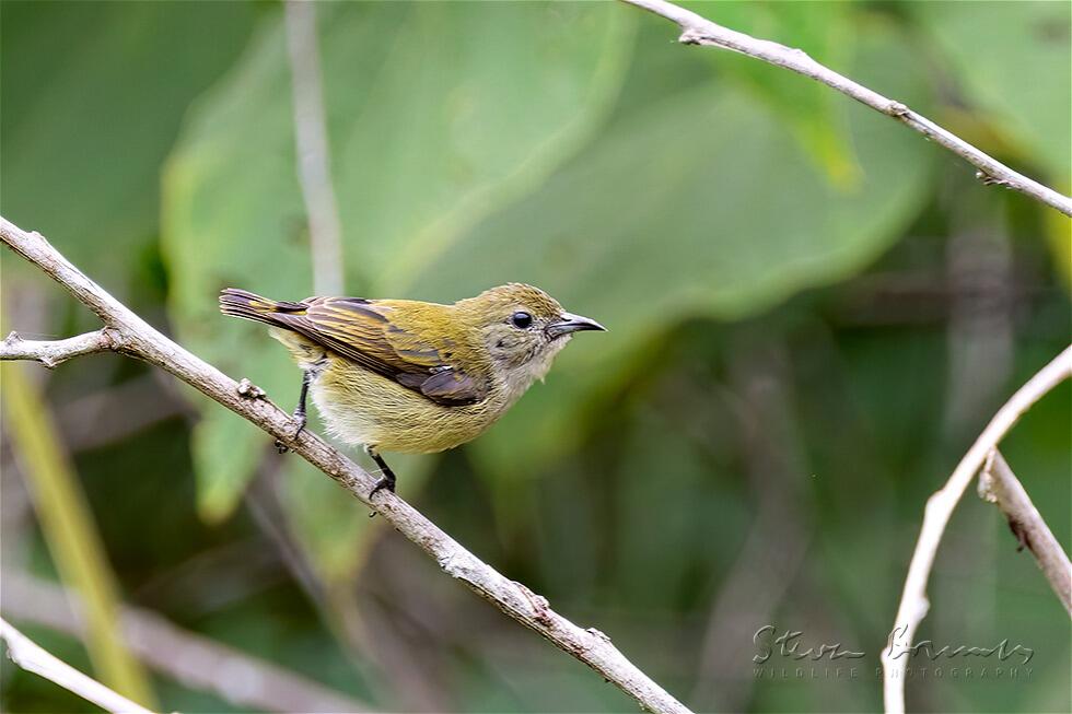 Scarlet-backed Flowerpecker (Dicaeum cruentatum)