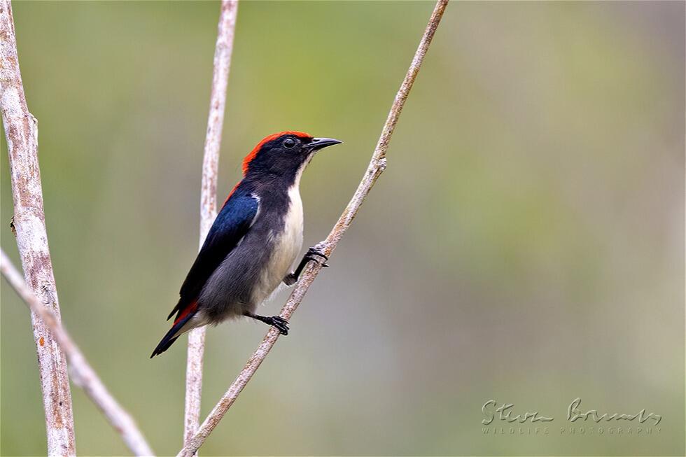 Scarlet-backed Flowerpecker (Dicaeum cruentatum)