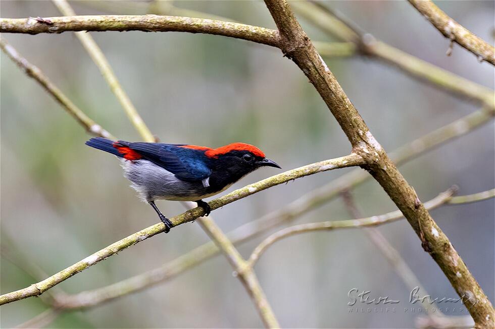 Scarlet-backed Flowerpecker (Dicaeum cruentatum)