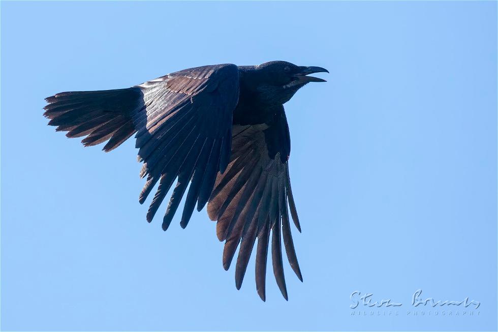 Australian Raven (Corvus coronoides)