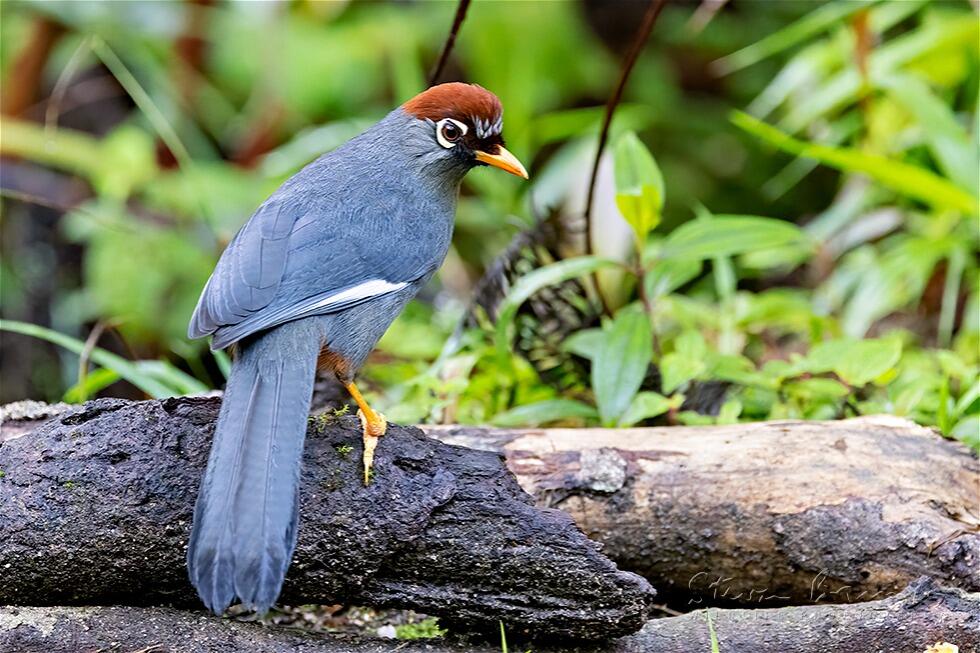 Chestnut-capped Laughingthrush (Garrulax mitratus)