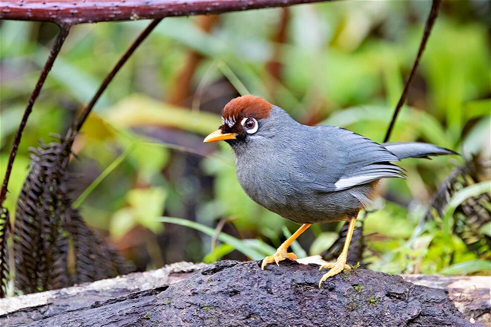 Chestnut-capped Laughingthrush (Garrulax mitratus)