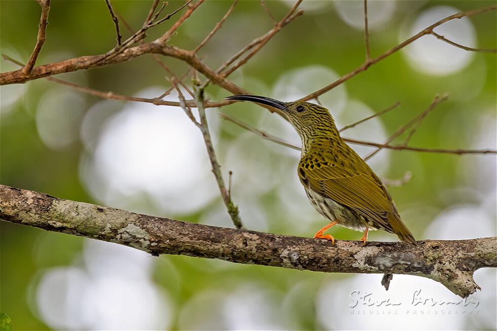 Streaked Spiderhunter (Arachnothera magna)