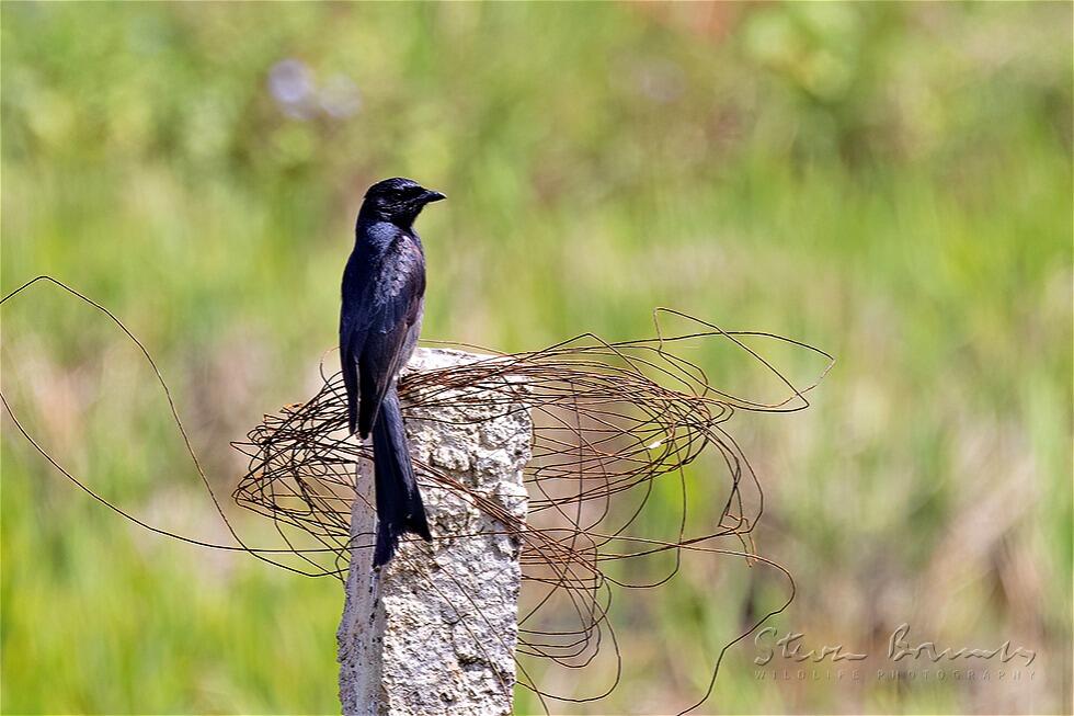 Black Drongo (Dicrurus macrocercus)