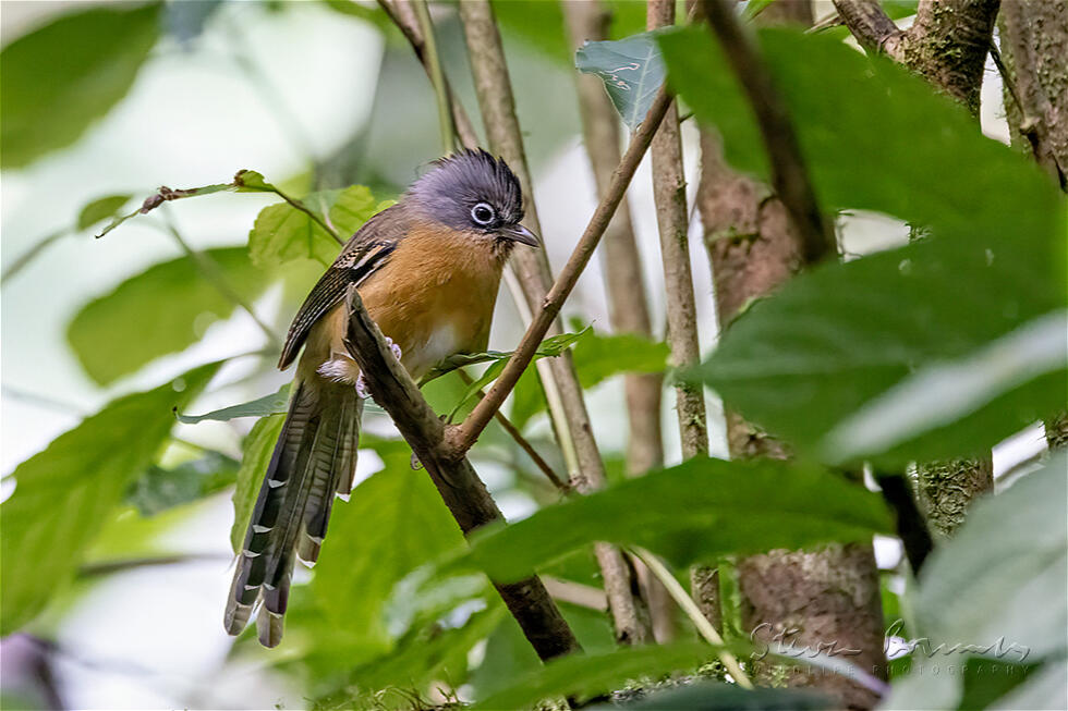 Black-crowned Barwing (Actinodura sodangorum)