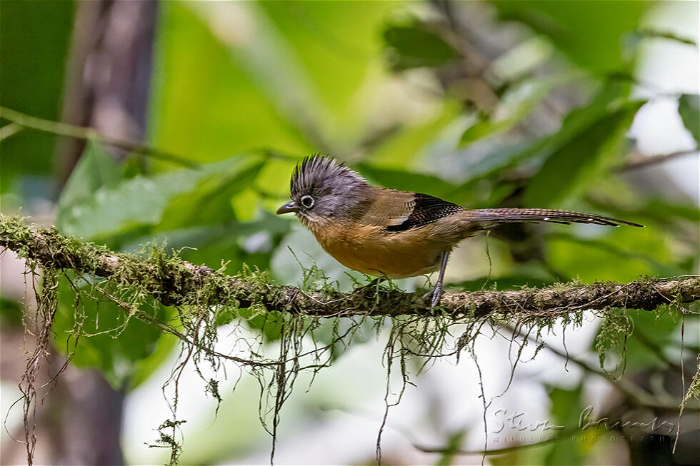 Black-crowned Barwing (Actinodura sodangorum)