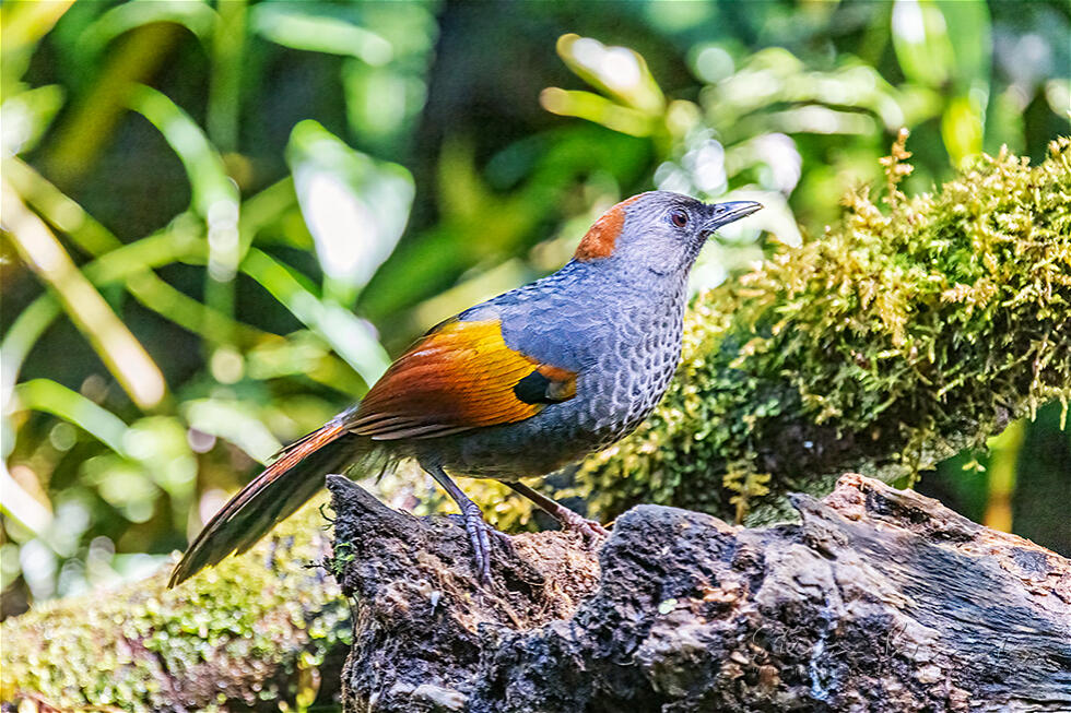 Golden-winged Laughingthrush (Trochalopteron ngoclinhense)