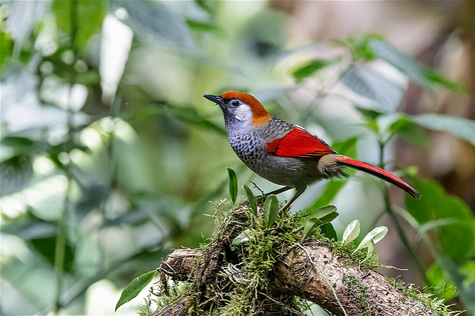 Red-tailed Laughingthrush (Trochalopteron milnei)