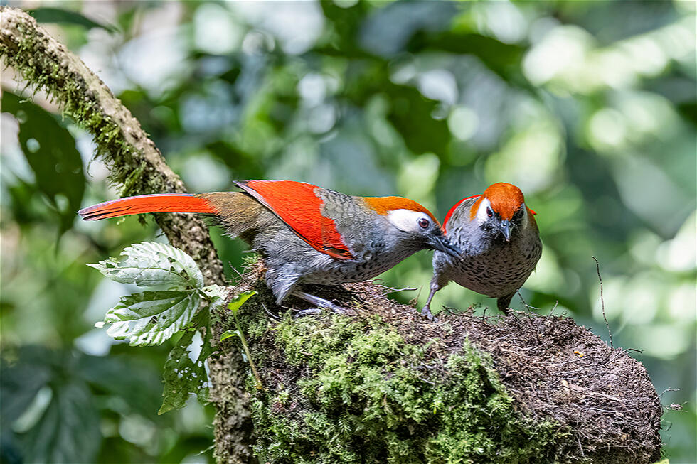 Red-tailed Laughingthrush (Trochalopteron milnei)