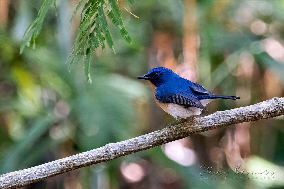 Indochinese Blue Flycatcher (Cyornis sumatrensis)