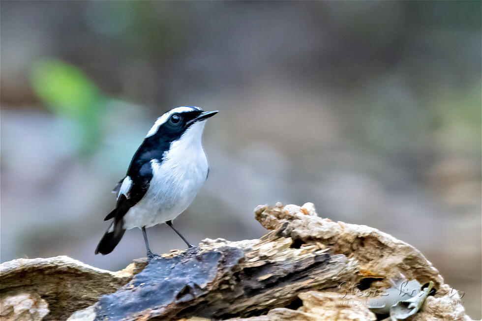 Little Pied Flycatcher (Ficedula westermanni)