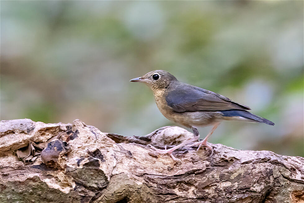 Siberian Blue Robin (Larvivora cyane)