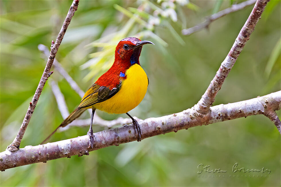 Mrs. Gould's Sunbird (Aethopyga gouldiae)