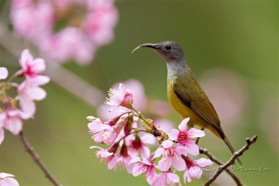 Mrs. Gould's Sunbird (Aethopyga gouldiae)