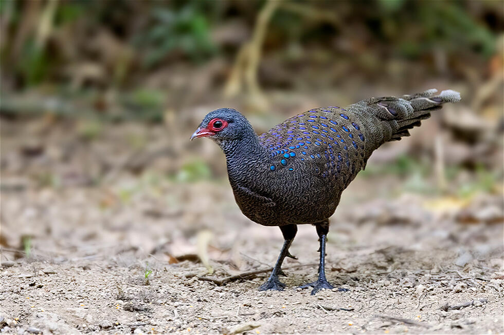 Germain's Peacock-Pheasant (Polyplectron germaini)