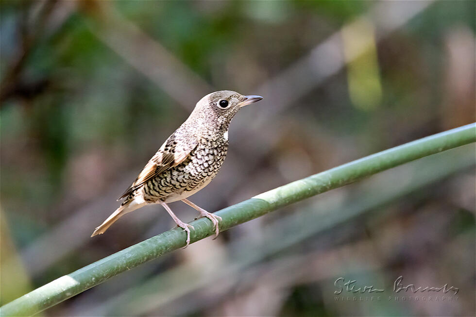 White-throated Rock Thrush (Monticola gularis)