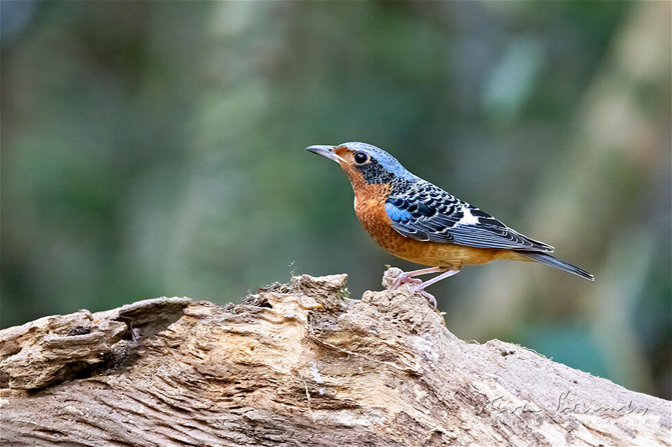 White-throated Rock Thrush (Monticola gularis)