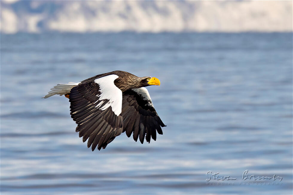 Steller's Sea Eagle (Haliaeetus pelagicus)