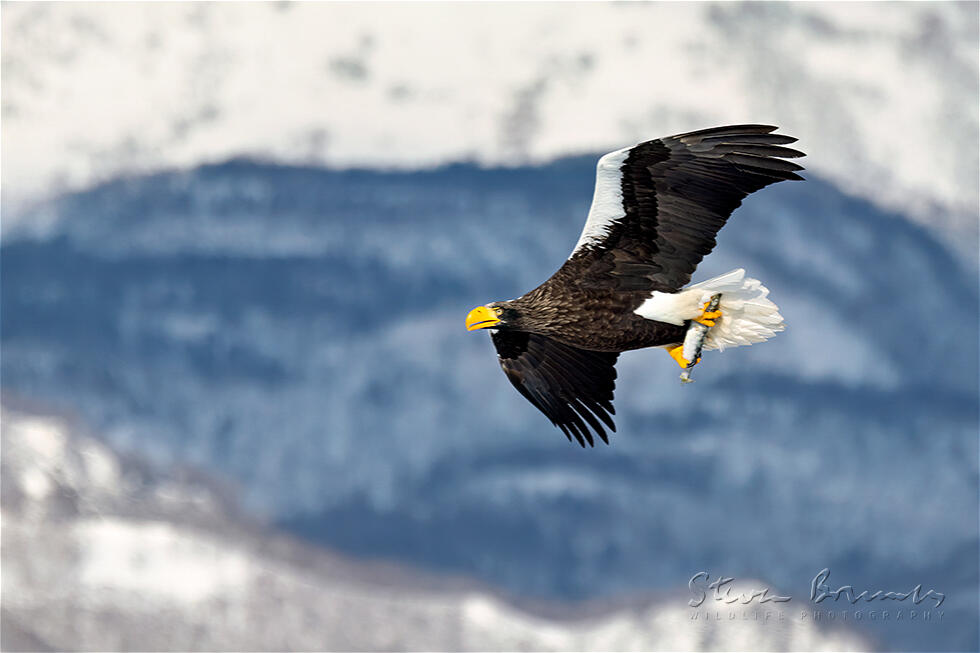 Steller's Sea Eagle (Haliaeetus pelagicus)