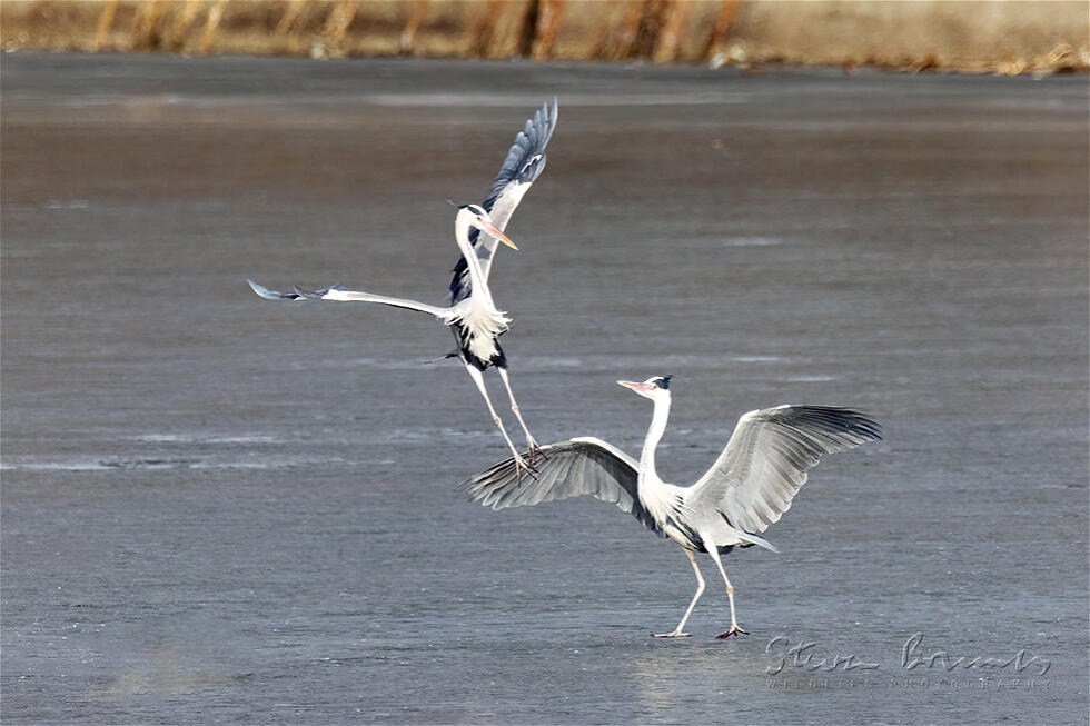 Grey Heron (Ardea cinerea)