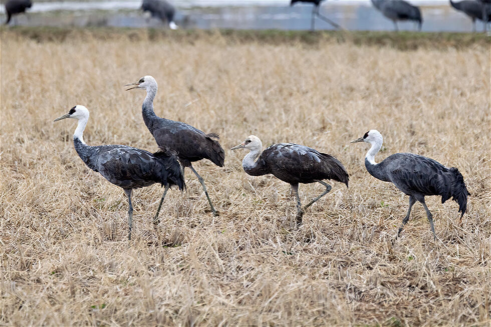 Hooded Crane (Grus monacha)