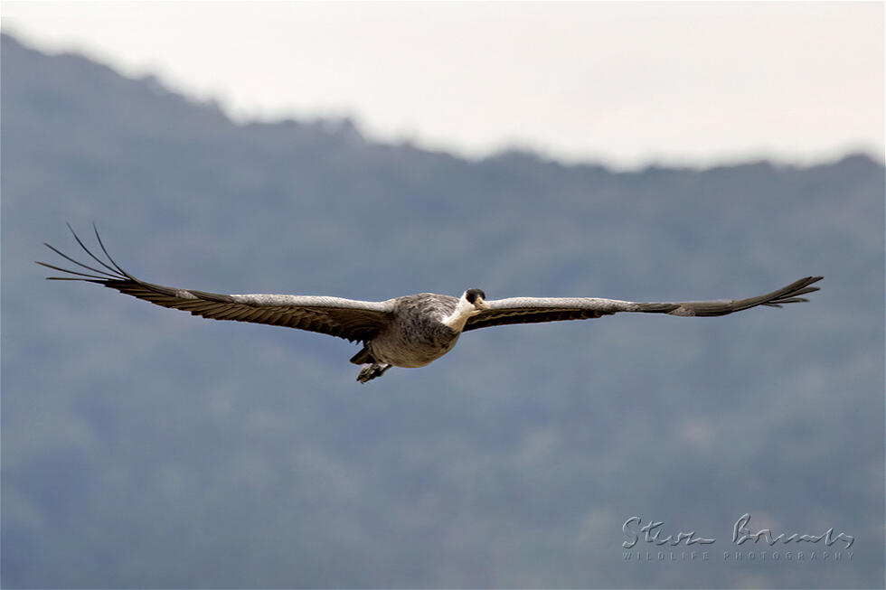 Hooded Crane (Grus monacha)