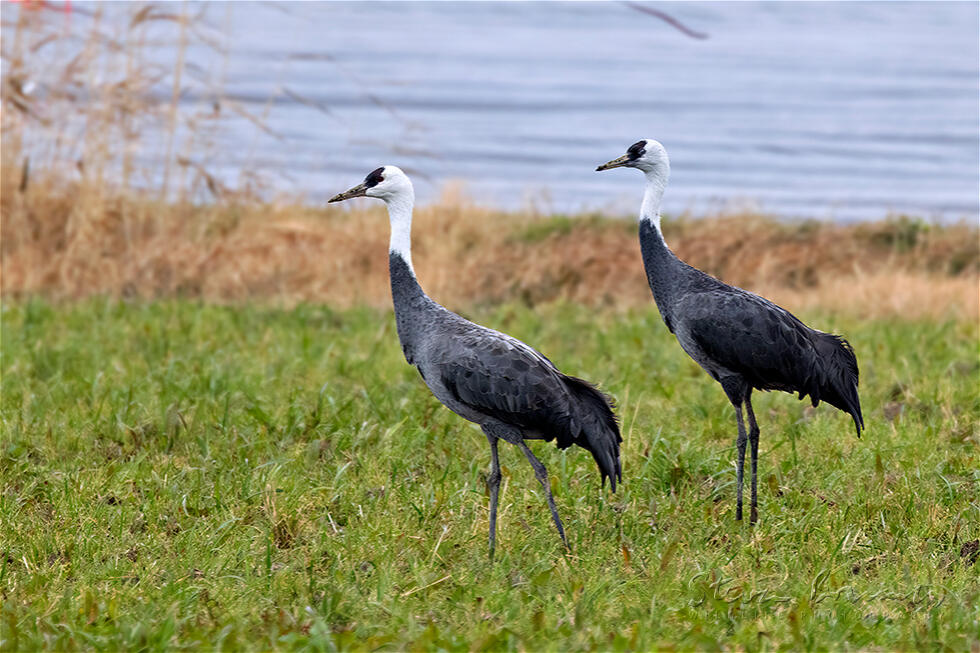 Hooded Crane (Grus monacha)