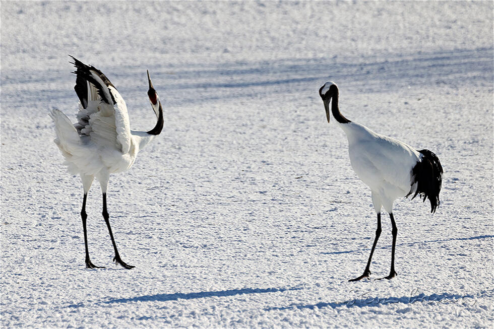 Red-crowned Crane (Grus japonensis)