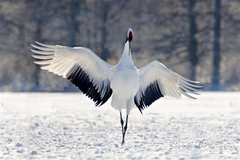 Red-crowned Crane (Grus japonensis)