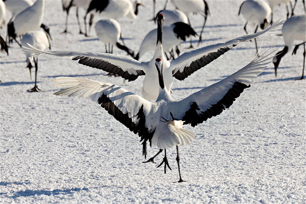 Red-crowned Crane (Grus japonensis)