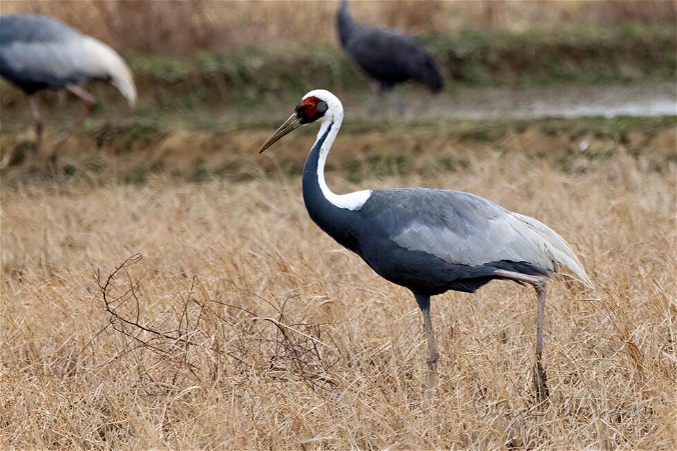 White-naped Crane (Antigone vipio)