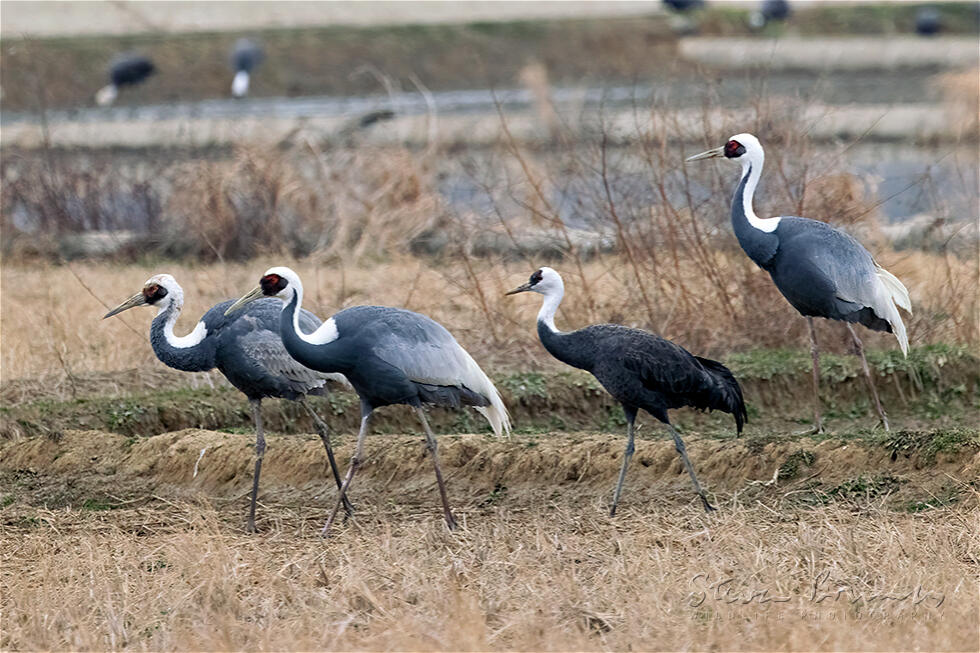 White-naped Crane (Antigone vipio)