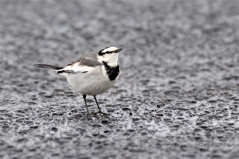 White Wagtail (Motacilla alba)