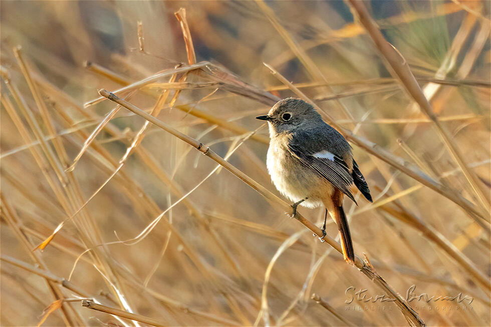 Daurian Redstart (Phoenicurus auroreus)