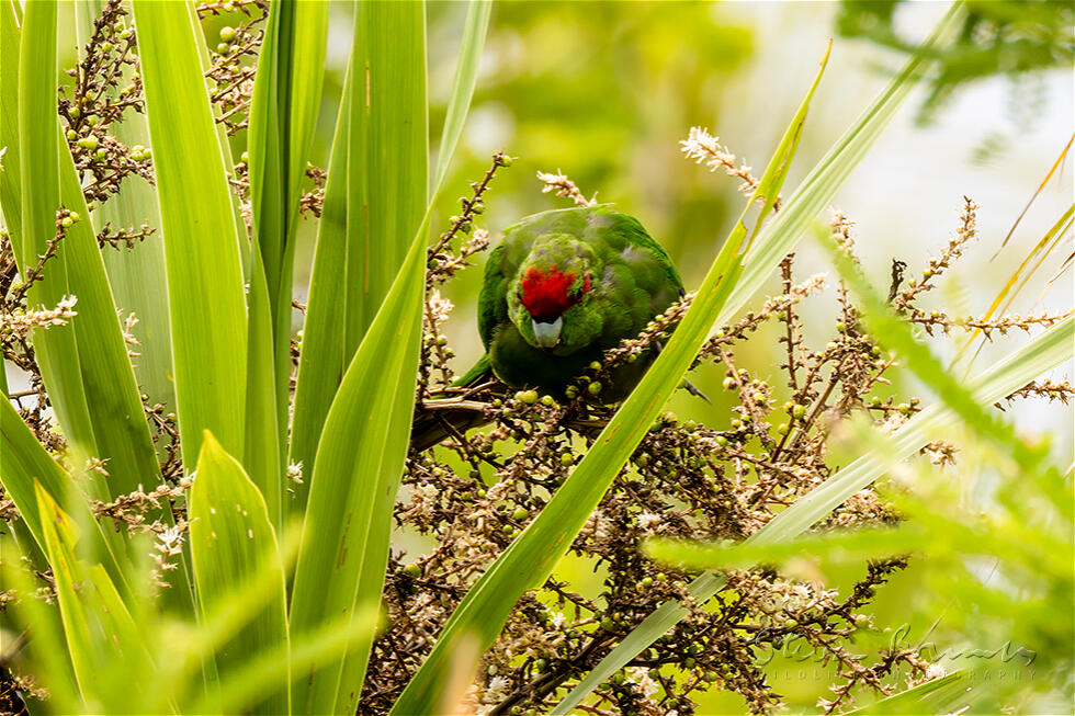 Red-crowned Parakeet (Cyanoramphus novaezelandiae)
