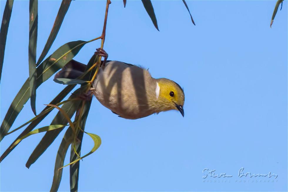 White-plumed Honeyeater (Ptilotula penicillata)