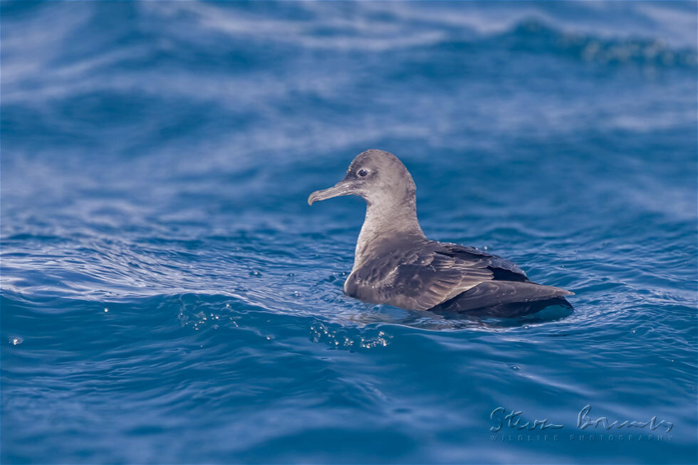 Sooty Shearwater (Ardenna grisea)