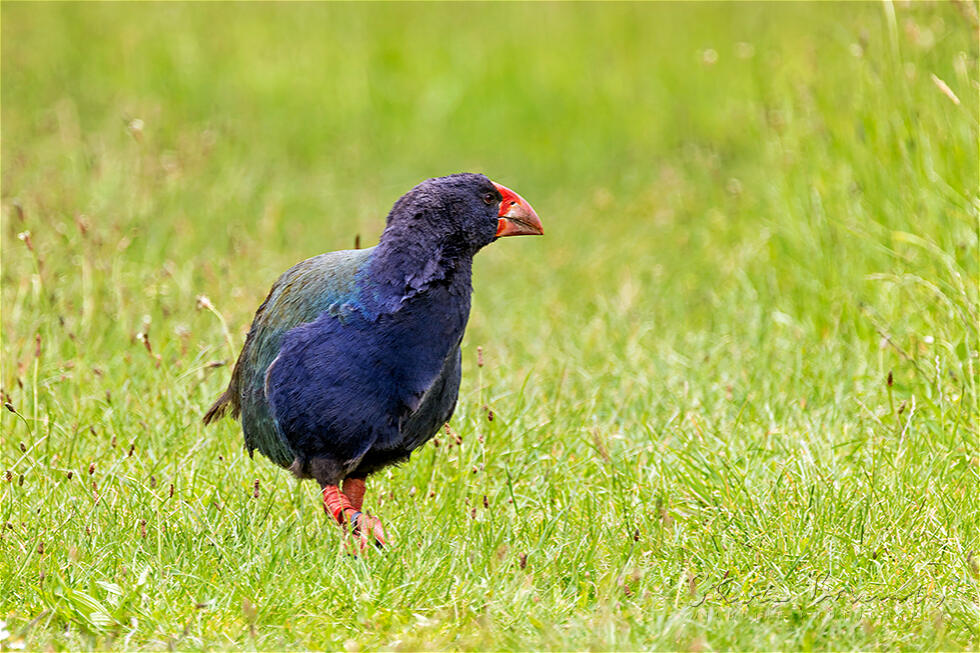 South Island Takahe (Porphyrio hochstetteri)