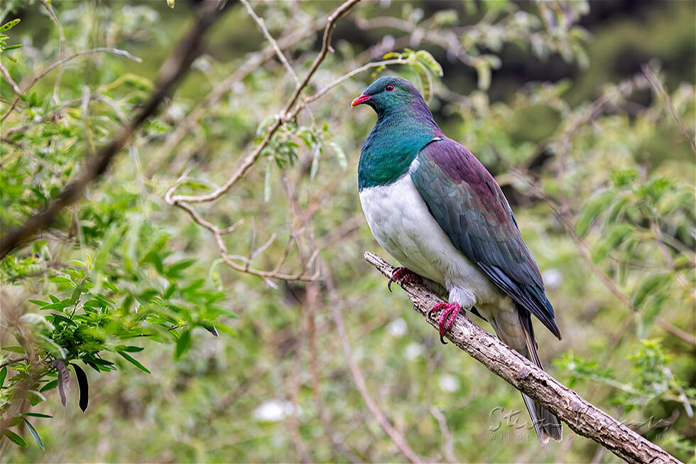New Zealand Pigeon (Hemiphaga novaeseelandiae)
