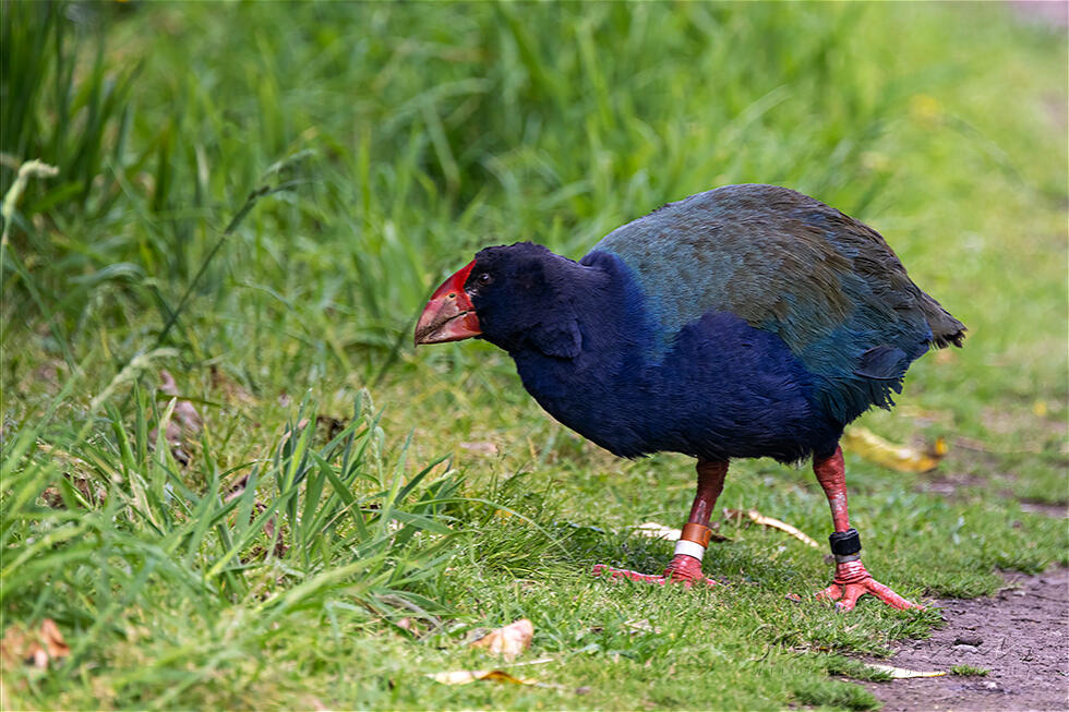 South Island Takahe (Porphyrio hochstetteri)