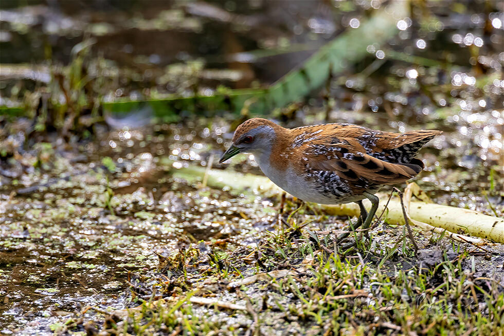 Baillon's Crake (Porzana pusilla)