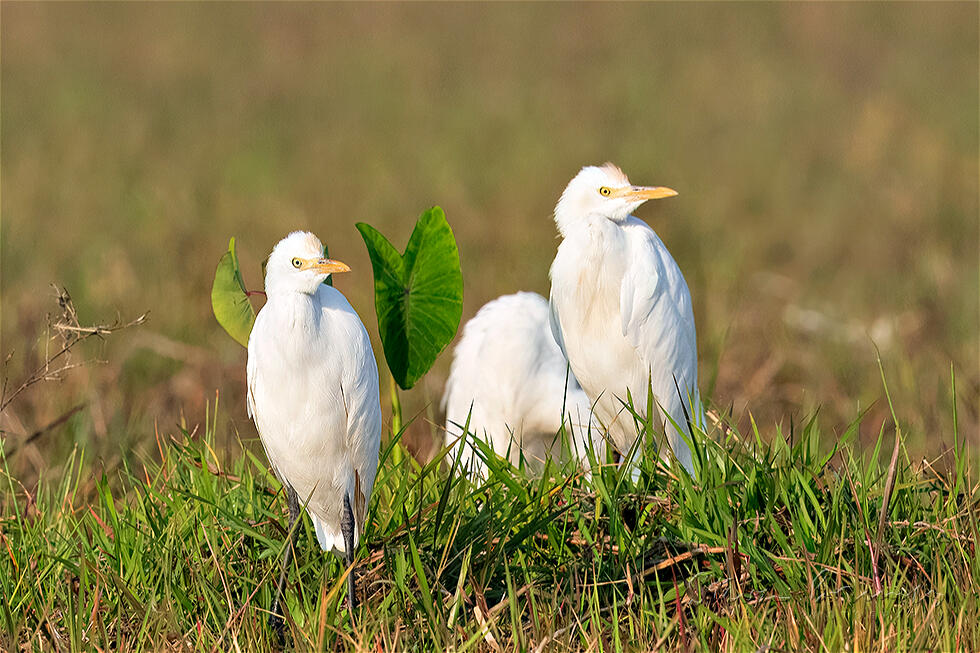 Eastern Cattle Egret (Bubulcus coromandus)