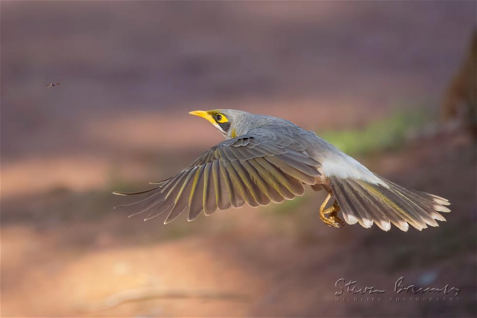 Yellow-throated Miner (Manorina flavigula)