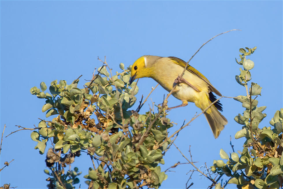 White-plumed Honeyeater (Ptilotula penicillata)